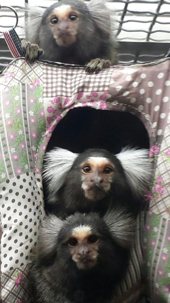 Three marmosets peeking out of a hammock in the WNPRC lobby vivarium.