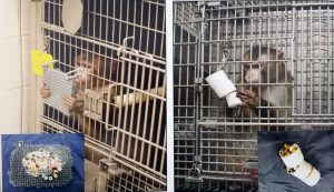 Rhesus macaques using foraging devicesat the WNPRC