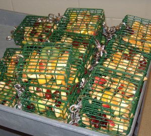 Suet feeders filled with fresh fruit for rhesus macaques at the WNPRC.