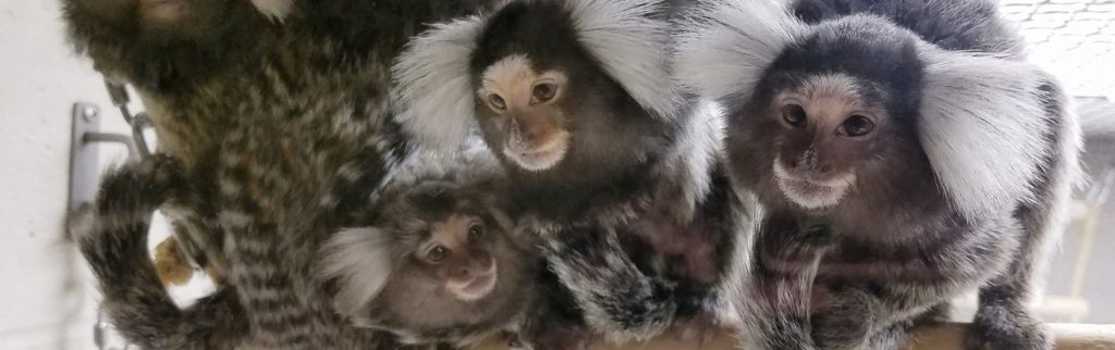 A family of marmosets in the WNPRC lobby vivarium (J. Lenon photo).