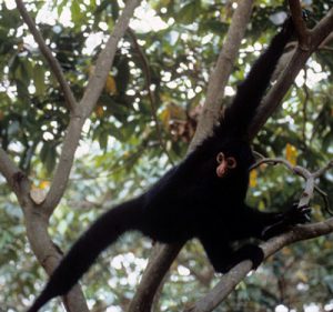 Black spider monkey