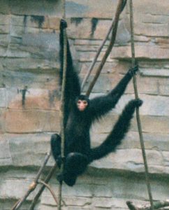 Black spider monkey