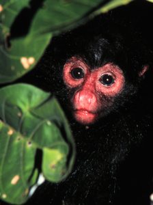 Black spider monkey