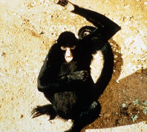 Black spider monkey