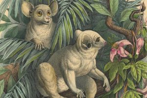 Cresting Primates Primate Info Net – Wisconsin National Primate Research Center – UW–Madison