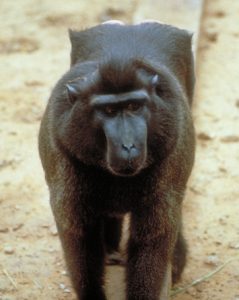 Crested black macaque