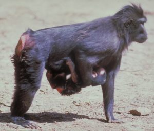 Crested black macaque