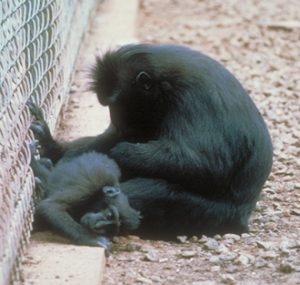 Crested black macaque