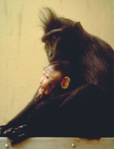 Crested black macaque