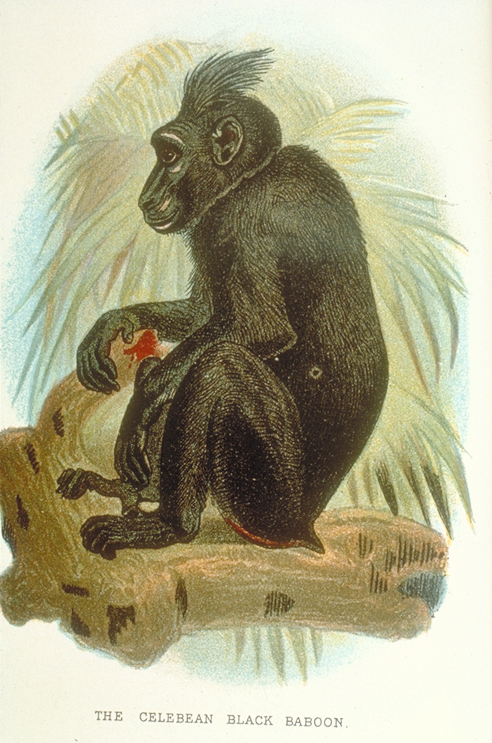 Crested black macaque artwork