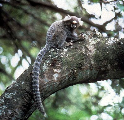 Common marmoset