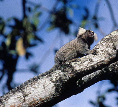 Common marmoset