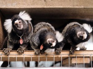 Common marmoset