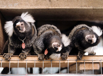Common marmoset