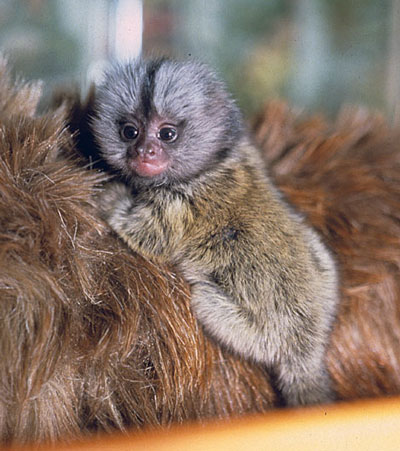 Common marmoset infant