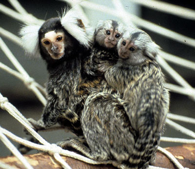 Common marmoset