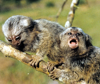 Comman marmoset infant twins
