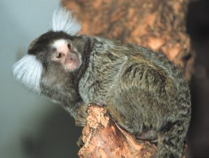 Common marmoset