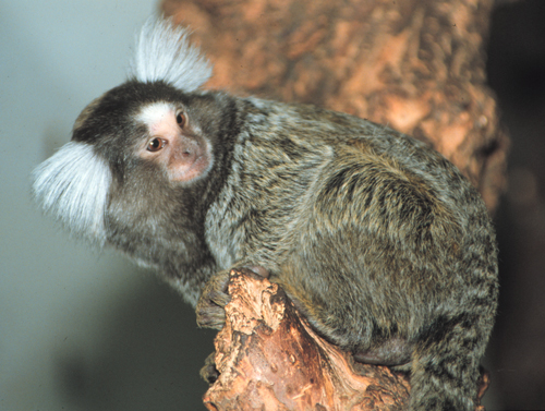 Common marmoset