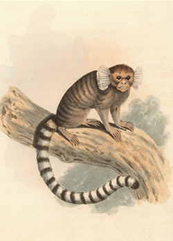 Common marmoset artwork