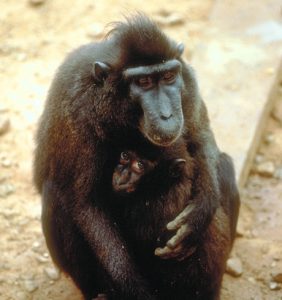 Crested black macaque