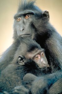 Crested black macaque