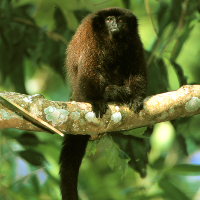 Dusky titi