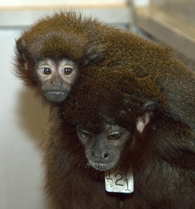 Dusky titi