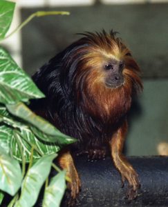 Golden-headed lion tarmarin