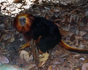 Golden-headed lion tarmarin