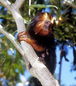 Golden-headed lion tarmarin