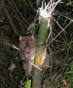 Greater bamboo lemur