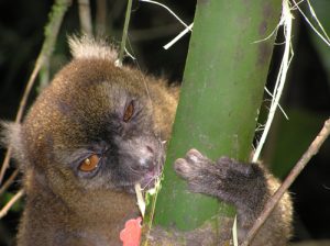 Greater bamboo lemur
