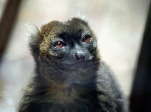 Greater bamboo lemur