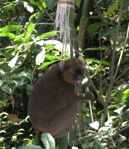 Greater bamboo lemur