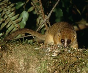 Mouse lemur