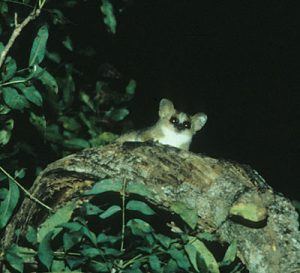 Mouse lemur