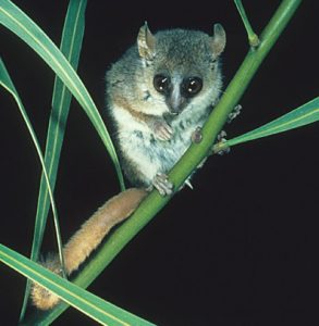 Mouse lemur
