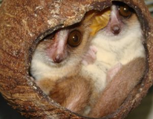 Mouse lemur nesting