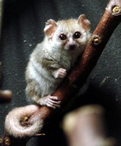 Mouse lemur