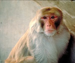 Rhesus macaque