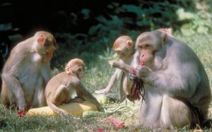 Rhesus macaque group feeding