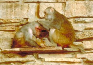 Rhesus macaque grooming a pal