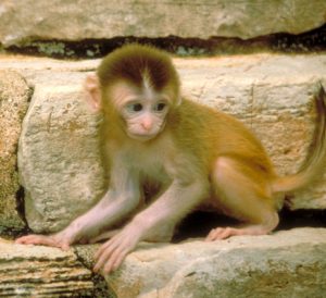 Infant Rhesus macaque