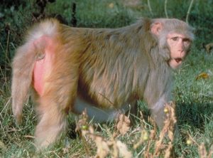 Adult Rhesus macaque