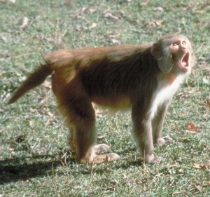 Adult Rhesus macaque vocalizing