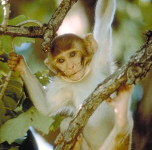 Infant Rhesus macaque perching in a branch