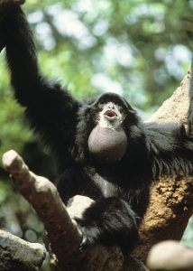 Siamang howling in a tree