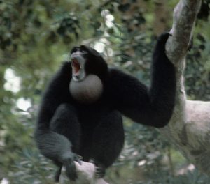 Siamang howling in a tree