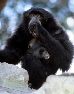Siamang mother and infant